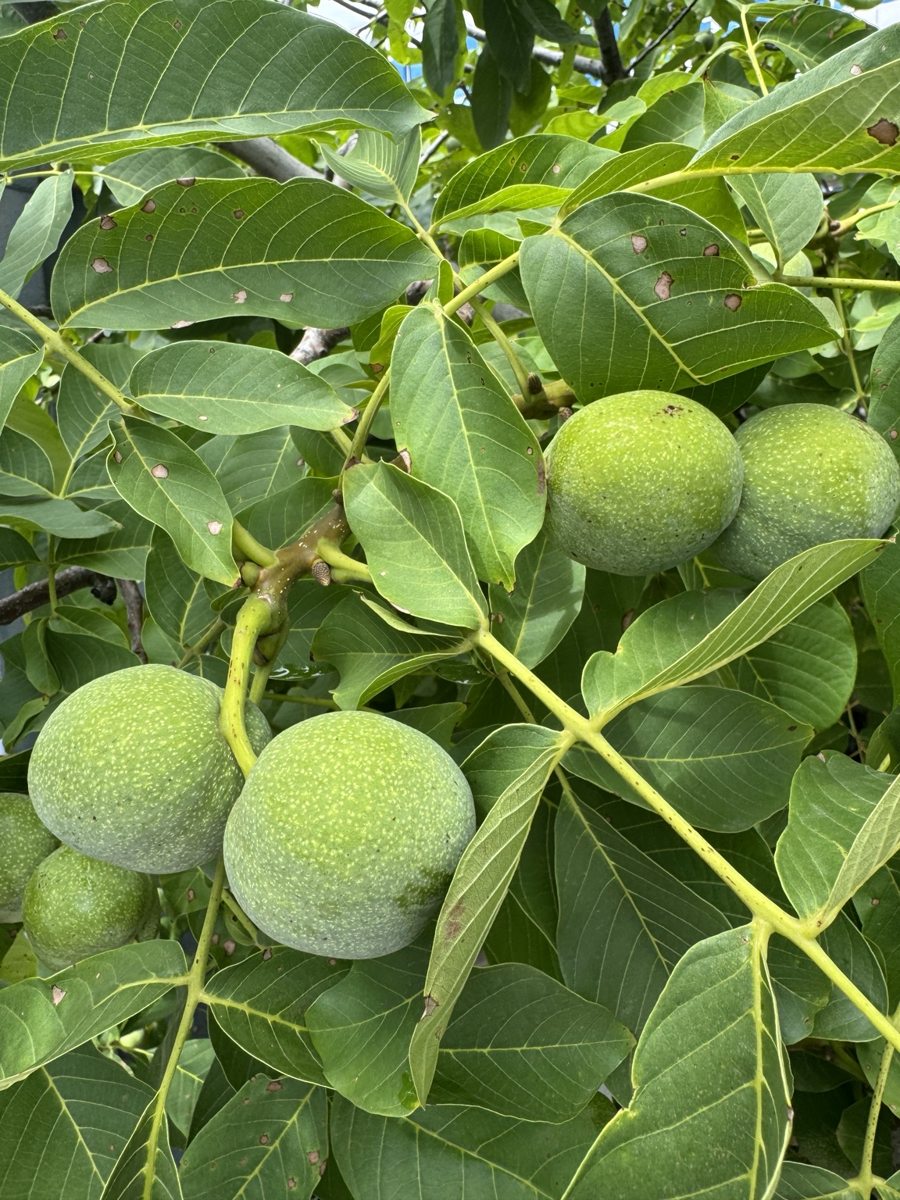 Nueces verdes en el árbol