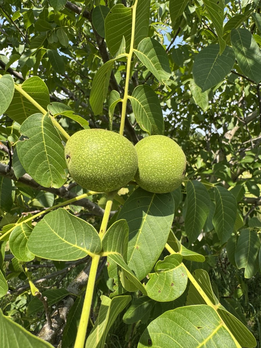Frutos del nogal
